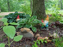 Gnomes in the Hostas